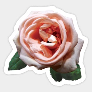 Roses - Delicate Peach-Colored Rose Sticker